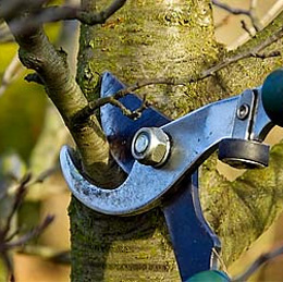Tree Pruning and Crowning Services